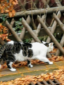 Ein Taunus-Tiger auf der Pirsch